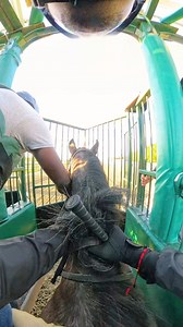 836K views · 19K reactions | Breezing from the gate in company at Monmouth Park racetrack. #horseracing #racehorses #TrainingHorses #equineathlete #ridinghorses #horseriding #horses #sportsreels #jockeypov #jockeycamera #ridewithramon #Jockey #thoroughbreds | Ramon F Moya | Facebook