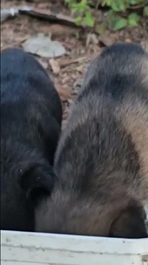 The Shocking Truth About Dog Kibble That NO ONE Tells You