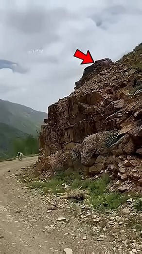 The wild Mountain Goat nature wild facts didyouknow mindblowingfacts | Facts Figures