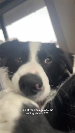 I miss Leo’s awkward stage. 😭❤️ | leo