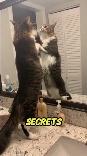 Why Your Cats Do Scratching All The Time