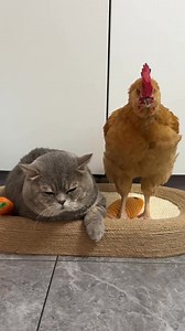 168K views · 2.3K reactions | This #kitten grew up side by side with the chicken that came as a free gift from a supermarket. #pet #cat #catslife | Shanghai Daily 上海日报 | Facebook