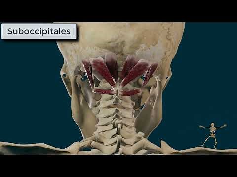 Músculos Suboccipitales. Origen, Inserción, Función e Inervación