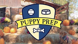 329K views · 268 reactions | Each year, thousands of dogs are trained to be Assistance Dogs. Puppy Prep follows a class of special young pups as they learn the unique skills needed to assist millions of American men and women every day. | Puppy Prep | Facebook