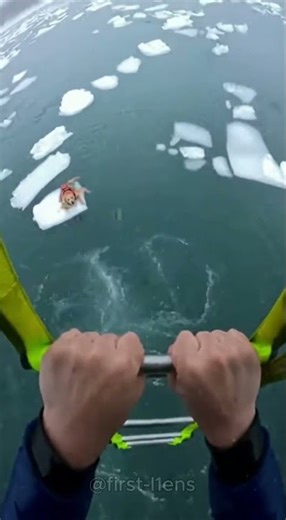 The old man's dog walked onto the fragile ice. #dog #rescue