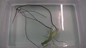 Parasite Inside Praying Mantis! | Weird videos for weird people