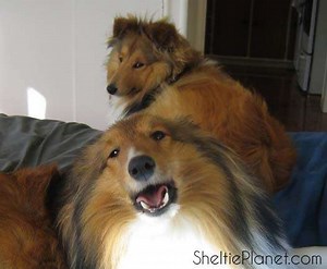 Hear Our Shelties Talk | Sheltie Planet