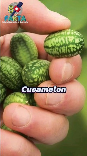 Did you know? Facts about the health benefits of cucamelon
