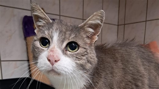 Ces quatre animaux de la SPAE d’Évreux en attente d’adoption rêvent d’être aimés