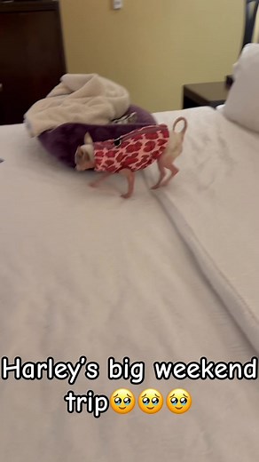 Here’s a quick recap of Harley’s day out of town. Of course, Harley water, followed up by dinner and then of course checking into the hotel for the night. She did her best to keep up with five minutes after the camera shut off she was ready for bed. She had a big day and did a lot of running. She got to run up and down the hallways and I wish I had a video of that, but I actually was caught up playing with her and watching then I totally forgot to do it. ❤️❤️❤️ Bglws.Com use code holiday25 at ch