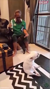 French bulldog dancing to his favourite tunes | Made Man