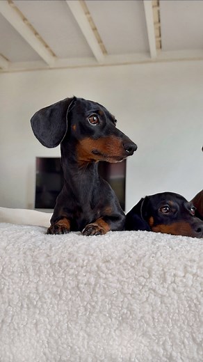 602K views · 22K reactions | This is their new favorite spot in our house. Here, they can look out of every window and not unimportantly: even see the kitchen. *We’re renovating our house. We’ve removed the old ceiling and are preparing it for plastering. We’ve also removed a wall to connect the living room and kitchen. | Loulou & Friends | Facebook