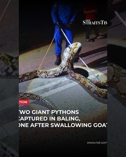 Two giant pythons captured in Baling, one after swallowing goat