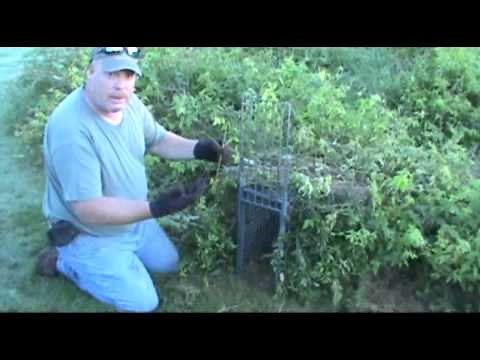 Red Fox trapping with cage traps or box traps