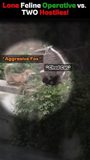😼 Lone Feline Operative vs. TWO Hostiles!