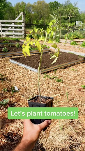 Planting Tomatoes Made Easy: A Relaxing Guide