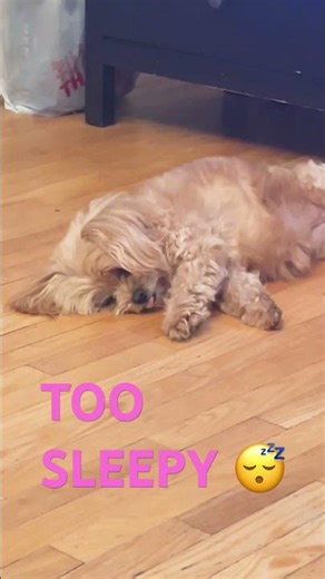 Too sleepy to function… but still gotta lick the floor 😴🐾 #puppy #mypet #doggielife