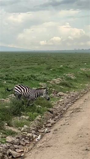 fischerlovesbirds (@fischerlovesbirds)’s videos with original sound - fischerlovesbirds