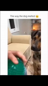 928K views · 10K reactions | Funny and cute dogs compilation #funnydog #funnypet #cutedog #dogoftiktok #doglover #dog | Funny Fail Hub | Facebook