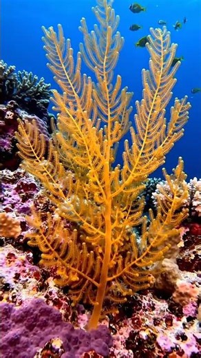 Underwater Coral Calm 🌊 Relaxing Ocean ASMR Moment