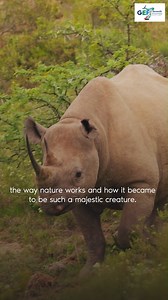 The black rhino is critically endangered due to habitat destruction and relentless poaching for its highly valued horns. See how the Rhino Bond promotes conservation efforts in South Africa. #GEFAssembly2023 #Biodiversity #Wildlife Learn more: https://www.international.gc.ca/world-monde/international_relations-relations_internationales/multilateral-multilateraux/gef-fem.aspx?lang=eng Global Environment Facility | Canada’s International Development – Global Affairs Canada