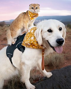1.9M views · 166 reactions | This traveling golden retriever and kitten duo are up for any adventure.  | Milwaukee Journal Sentinel | Facebook