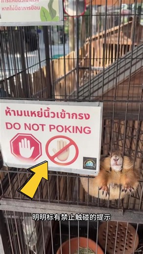 为什么要把土拨鼠关在笼子里？