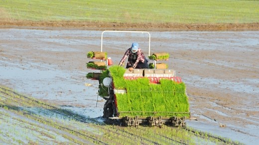 Greening Viet Nam's Rice Bowl: A Mekong Delta Success Story