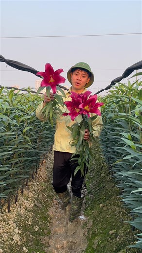 Ý Nghĩa Hoa Ly Trong Ngày Tết