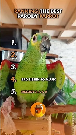 Ranking The Best SINGING PARROT! 🦜🦜 || #funny #birds #parrot #memes #animals