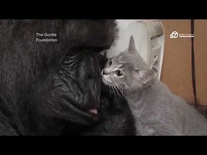 Koko the Gorilla | A look back at her life in the Bay Area