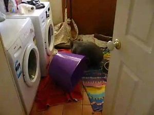 6am and trying to start my daily 5 loads of wombat washing and yes you guessed it, a wombat is trying to help! If ever you want to know which washing machine brand can take a hammering, ask me lol. | Sleepy Burrows Wombat Sanctuary