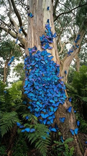 Blue Morpho Butterflies Covering a Tree 🦋💙 #shorts