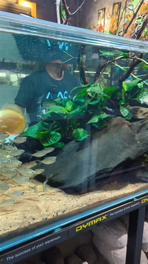 Discus Biotope tank 😍 Thanks alex for the warm welcome 😊🇻🇳 #aquascaping #aquarium #craft #plantedaquarium #plantedtank #iwagumi #trendingvideos | Aqua Infinity Design - AID