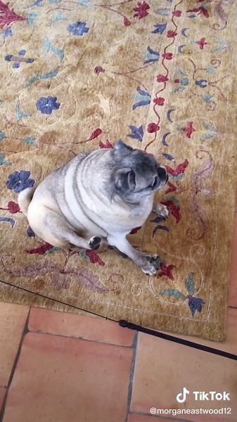 Pug Alien: Real or Fiction?