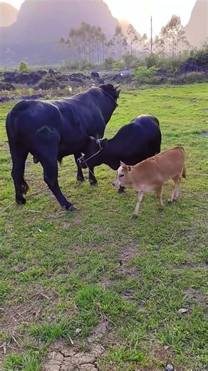 Daily life diary of a rural cattle farmer #109