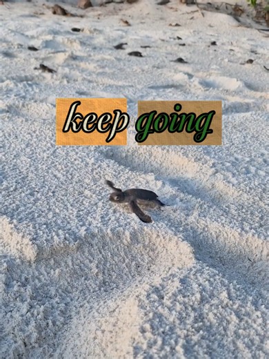Today's message: keep going #turtles #turtle #quotes #seaturtles #babyturtle