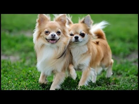 Long Haired Chihuahua Facts | Complete Informational Guide