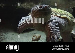 Underwater Behavior of a Snapping Turtle. Close-up video of snapping turtle swimming in an aquarium. Captures detailed reptile movement underwater.