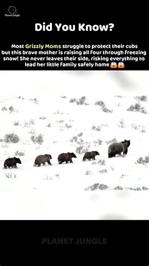 Grizzly Mom Protects All 4 Cubs! 🐻❤️ #GrizzlyBear #AnimalFacts #Wildlife