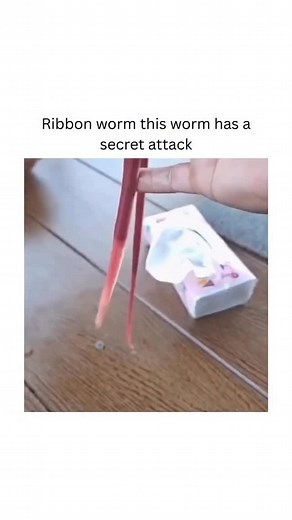 MedWorld- Medical & Health on Instagram: "Meet the ribbon worm-a slimy invertebrate with a wild superpower. When threatened or hunting, it ejects a sticky, retractable proboscis that looks like a web or net, instantly entangling prey. Some species can shoot this organ several times their own body length! Ribbon worms are found in oceans worldwide, from shallow shores to deep waters, and while most feed on small invertebrates, some grow over 30 meters long, making them among the longest animals o