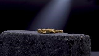 316K views · 1.5K reactions | Let us introduce: Crocodile Rocks Gold! The new THOMAS SABO Rebel at Heart collection combines the strength of the crocodile with the warmth of the gold tones.  Shop now: https://thomassa.bo/CROcodilerocks | Thomas Sabo - Rebel at heart | Facebook