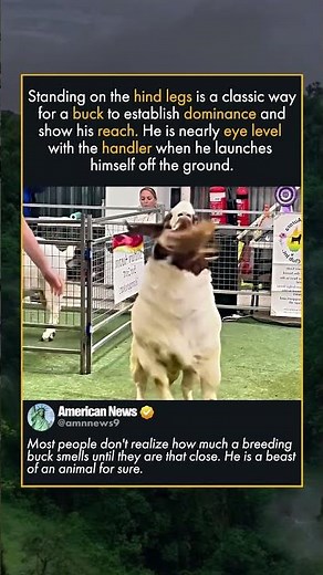 THE BIGGEST GOAT IN THE ARENA