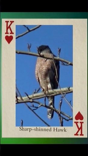 Beginner Lessons (25) What is Duplicate bridge? #bridgegame #BridgeSlamLearning
