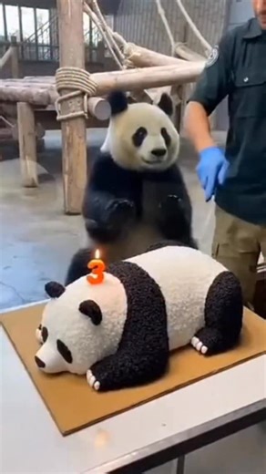 aironic.nl on Instagram: "🇯🇵✨ 日本では、先進的な圧電技術を利用して、人々の足跡をクリーンな電力に変換しています。 この特殊な床タイルは、足踏みによる機械的な圧力を捉え、それを微小な電荷に変換することができます。 人々が歩くと、重さと動きによってタイルがわずかに曲がり、応力の変化が生じます。内蔵された圧電材料は、この応力を直接利用可能な電力に変換します。 1歩ごとの発電量はごくわずかですが、人の多い都市部では、数百万もの足跡が集まり、街灯、センサー、デジタルディスプレイなどの公共設備を動かすのに十分な電力となります。 例えば、東京の渋谷駅のような非常に混雑した場所では、1日に平均240万歩以上がシステムに電力を供給し、周辺の施設を継続的に稼働させています。 これらの電力はリアルタイムで使用することも、蓄電システムに保存することもでき、都市の従来の電力への依存を減らし、持続可能なインフラを支えることができます。 この足跡発電技術は、未来の都市エネルギーの可能性を示すだけでなく、日常の動きを本当の再生可能エネルギー源に変えるものです。 #日本 #知識 #事実