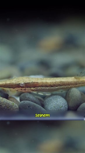 You’ll Miss This Fish If You Blink – Twig Catfish Close-Up