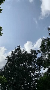 Différents types d'arbres, belle nature : vidéo de stock (100 % libre de droit) 3884238345 | Shutterstock