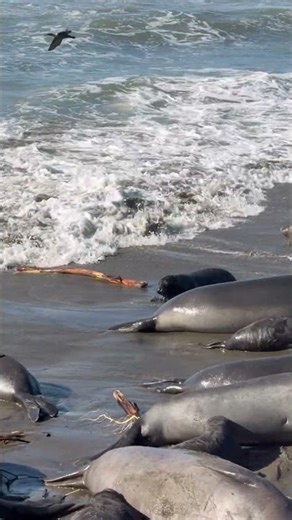 Boing! #viralshort #cartoon #wildlife