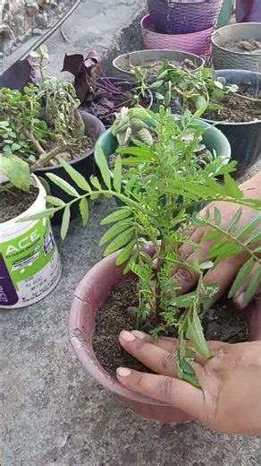 Maroon colour genda repotting #gardening #plants #viral #shorts