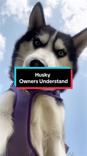 Husky. Things only a Husky owner would understand! #dog #dogs #cute #dogsoftiktok #doglover #dogtok #dogmom #dogtraining #pet #pets #doggo #doglove #fyp #bigdog #bigdogs #bigdogsoftiktok #husky #huskylife #huskysiberiano #huskysoftiktok #huskypuppy #huskylove #huskytalking #huskytalk #siberianhusky #siberianhuskies #huskiesoftiktok